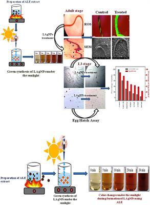 Biomedical Evaluation of Lansium parasiticum Extract-Protected Silver Nanoparticles Against Haemonchus contortus, a <mark class="highlighted">Parasitic Worm</mark>